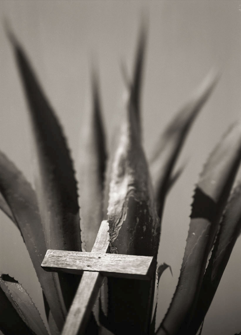 Cross_and_Agave_gs