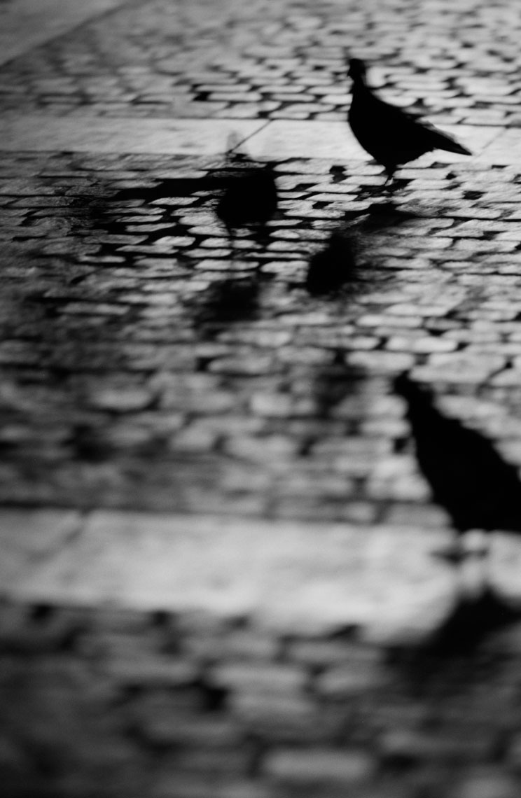 Pigeons_clean